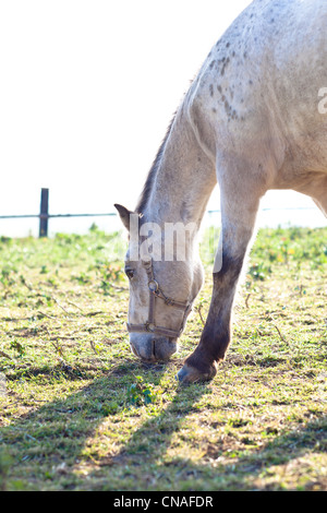 schönen weißen Pferd Weiden auf Rasen an einem sonnigen Tag (Farbe getönt Bild; flachen DOF) Stockfoto