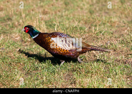 Frankreich, Bas Rhin, gemeinsame Fasan (Phasianus Colchicus) Stockfoto