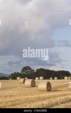 Strohballen im Feld East Dunbartonshire Stockfoto