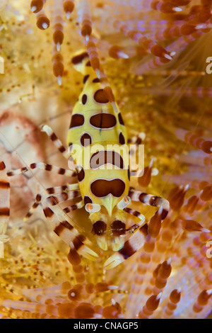 Ein Coleman Garnelen, Periclimenes Colemani, lebt ausschließlich in Verbindung mit Variablen Feuer Seeigel, Asthenosoma Varium. Komodo Stockfoto