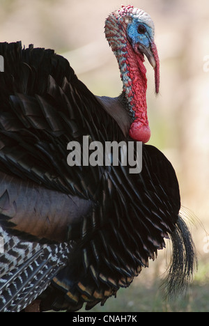 Wildtruthahn Meleagris Gallopavo Tom Palo Duro Canyon State Park Texas USA Stockfoto