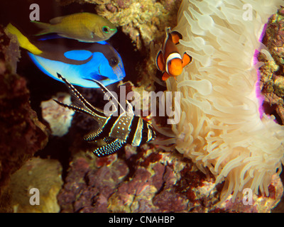 Ein Salzwasser-Aquarium Regal Tang (Dory), Clownfische und Banggai Kardinalbarschen mit Magnifica Anemone Stockfoto