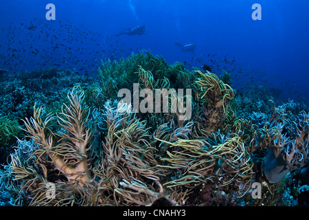 Gewundene Weichkorallen, Sinularia SP., Welle in der leichten Strömung wie ihre Polypen vorbeifahrenden Plankton fangen. Komodo, Indonesien, Pacific. Stockfoto