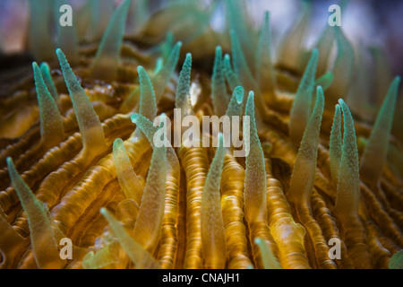 Die Tentakel einer Pilz Koralle, Pilzkorallen SP., enthalten Nesselzellen und Zooxanthellen. Komodo, Indonesien, Pazifischen Ozean. Stockfoto