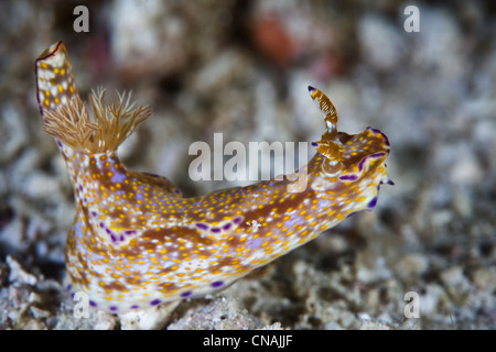 Ein n-gelappt Nacktschnecken, Ceratosoma Tenue, kriecht entlang einem sandigen Boden auf der Suche nach Nahrung und einen Partner. Stockfoto