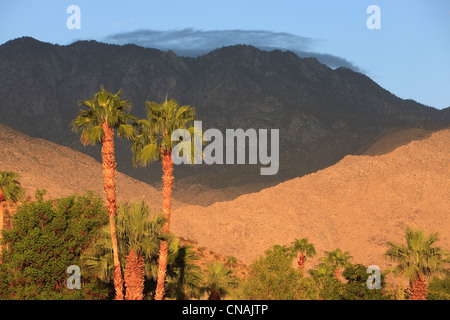 USA, California, Palm Springs, Palmen und Mount San Jacinto Stockfoto