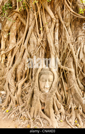 Thailand, Provinz Ayutthaya Ayutthaya, Weltkulturerbe der UNESCO, Wat Phra Mahathat, Buddha Kopf gefangen im Baum Stockfoto