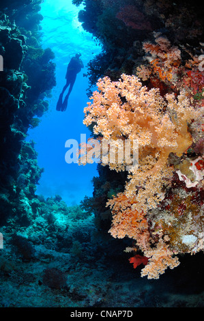Ägypten, Rotes Meer, Alcyonarian Weichkorallen (Dendronephthya SP.) und ein Taucher Stockfoto