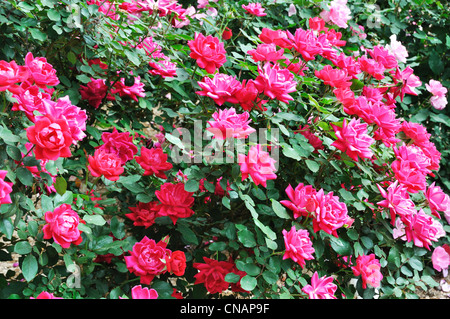 Rosengarten Stockfoto