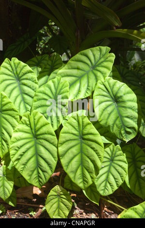 USA, Hawaii, Big Island, Hamakua Küste, tropischer Botanischer Garten Stockfoto