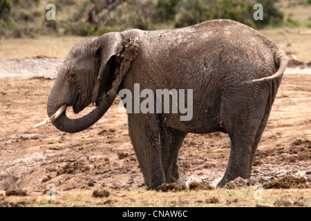 Elephant at Waterhole, Addo Elephant Park, Garden Route, Südafrika Stockfoto