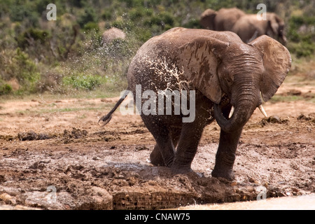 Elephant at Waterhole, Addo Elephant Park, Garden Route, Südafrika Stockfoto
