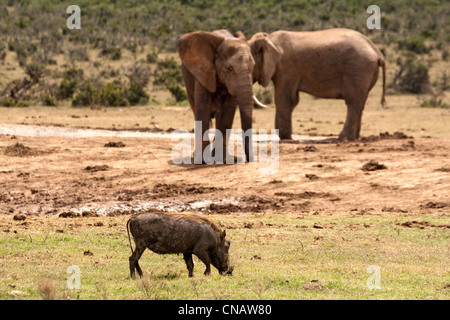 Bull Elephants & Warthog, Addo Elephant Park, Garden Route, Südafrika Stockfoto