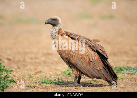 Weißrückenspecht Geier (abgeschottet Africanus) sitzen auf dem Boden, Südafrika Stockfoto