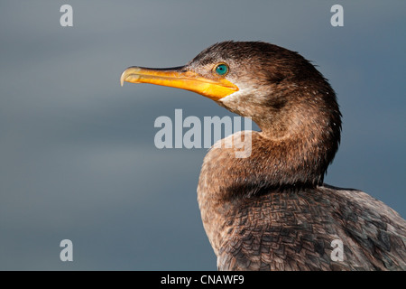 Porträt einer Neotropis Kormoran (Phalacrocorax Brasilianus), Südamerika Stockfoto