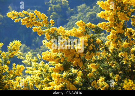 Frankreich, Var, Massif du Tanneron, Tanneron, Kommissionierung Mimose, Mirandola Vielfalt Stockfoto