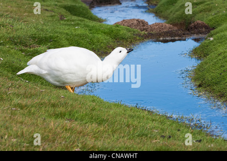 Männliche Kelp Gans (Chloephaga Hybrida), New Island, Falkland-Inseln Stockfoto