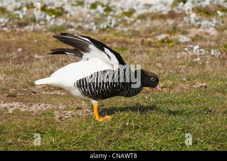 Weibliche Kelp Gans (Chloephaga Hybrida), New Island, Falkland-Inseln Stockfoto