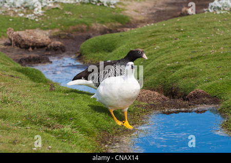 Seetang Gänse (Chloephaga Hybrida), New Island, Falkland-Inseln Stockfoto