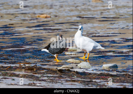 Seetang Gänse (Chloephaga Hybrida) zu Fuß auf den Shore, New Island, Falkland-Inseln Stockfoto