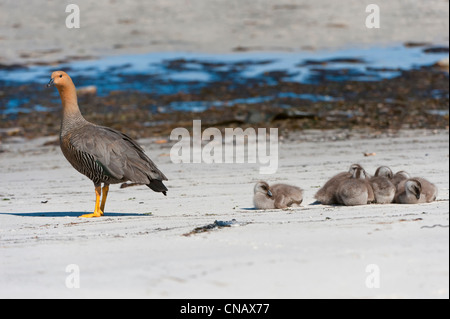 Weibliche Upland oder Magellan Gans (Chloephaga Picta) mit Küken auf dem Ufer, New Island, Falkland-Inseln Stockfoto