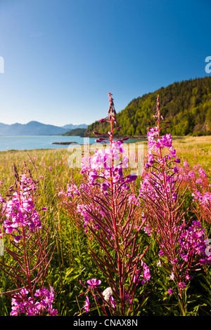 Malerische Aussicht von jedem am Chilkat Staatspark, Chilkat Inlet, Haines, südöstlichen Alaska, Sommer Stockfoto