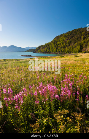 Malerische Aussicht von jedem am Chilkat Staatspark, Chilkat Inlet, Haines, südöstlichen Alaska, Sommer Stockfoto