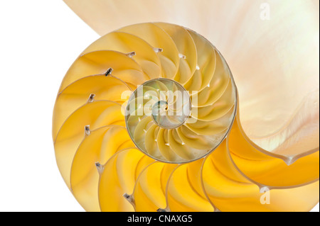 Detailfoto einer halbierten beleuchtete Schale von einem Chambered Nautilus (Nautilus Pompilius) Stockfoto