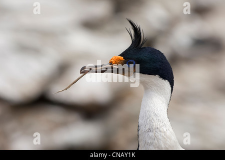 Imperial Shag, ehemals blauäugig oder König Kormoran, (Phalacrocorax Atriceps), New Island, Falkland-Inseln Stockfoto