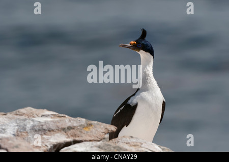 Imperial Shag, ehemals blauäugig oder König Kormoran, (Phalacrocorax Atriceps), New Island, Falkland-Inseln Stockfoto