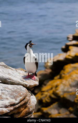 Imperial Shag, ehemals blauäugig oder König Kormoran, (Phalacrocorax Atriceps), New Island, Falkland-Inseln Stockfoto