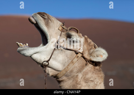 Nahaufnahme von Kamelen Gähnen Gesicht Stockfoto