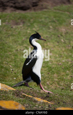 Imperial Shag, ehemals blauäugig oder König Kormoran, (Phalacrocorax Atriceps), Saunders Island, Falkland-Inseln Stockfoto