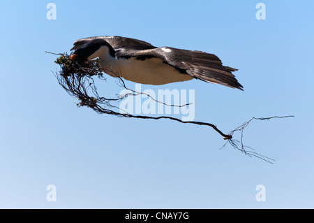 Imperial Shag, ehemals blauäugig oder König Kormoran, (Phalacrocorax Atriceps) fliegen mit Nistmaterial, Falkland-Inseln Stockfoto