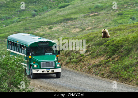 Grizzly Bear auf einem Hügel Uhren einen grüne Shuttle-Bus in der Nähe von Stony Hill, Denali-Nationalpark, Alaska