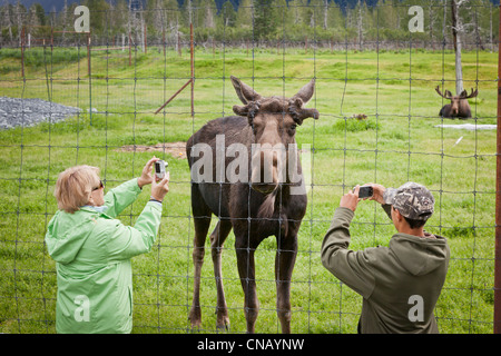 Touristen stehen am Zaun und Foto einen Gefangenen Elchbullen im Alaska Wildlife Conservation Center, Alaska Stockfoto