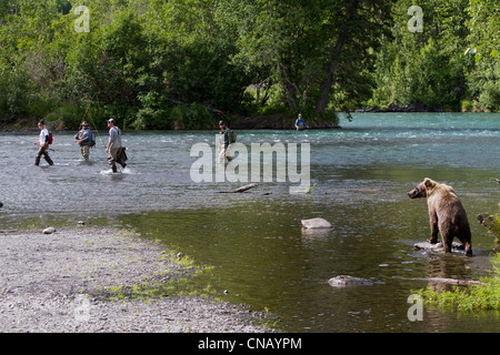 Eine Reife Braunbär Spaziergänge entlang des Ufers des Russian River wie Fischer versuchen, ihren Abstand, Halbinsel Kenai, Alaska zu halten Stockfoto