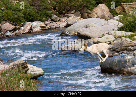 Sequenz eines vollen Curl Dallschafe RAM springen über Savage River, Denali National Park, innen Alaska, Sommer Stockfoto