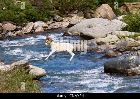 Sequenz eines vollen Curl Dallschafe RAM springen über Savage River, Denali National Park, innen Alaska, Sommer Stockfoto