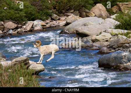 Sequenz eines vollen Curl Dallschafe RAM springen über Savage River, Denali National Park, innen Alaska, Sommer Stockfoto