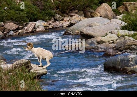 Sequenz eines vollen Curl Dallschafe RAM springen über Savage River, Denali National Park, innen Alaska, Sommer Stockfoto