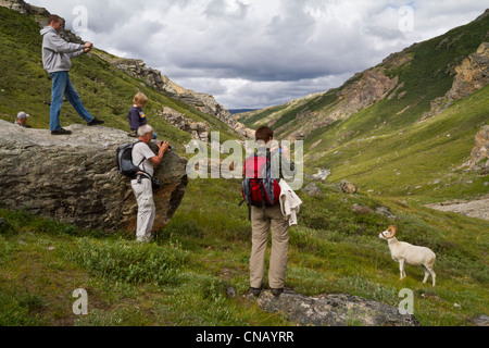 Eine Gruppe von Wanderern zu fotografieren, ein Ram Dall-Schafe in der Nähe, Savage River Valley, Denali Nationalpark und Reservat, Alaska Stockfoto