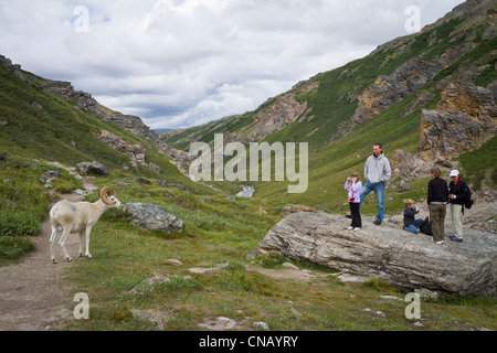 Eine Gruppe von Wanderern zu fotografieren, ein Ram Dall-Schafe in der Nähe, Savage River Valley, Denali Nationalpark und Reservat, Alaska Stockfoto