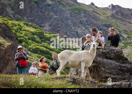 Eine Gruppe von Wanderern zu fotografieren, ein Ram Dall-Schafe in der Nähe, Savage River Valley, Denali Nationalpark und Reservat, Alaska Stockfoto