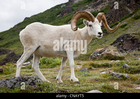 Eine Reife Dall Ram Spaziergänge entlang dem Wanderweg des Savage River in Denali Nationalpark und Preservek, Alaska Stockfoto