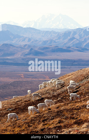 Eine Bande von Dall Schaf Schafe und Lämmer Weiden auf einem Hügel im Denali National Park mit Mt. McKinley im Hintergrund, Alaska Stockfoto