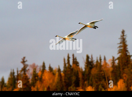 Paar von Trumpeter Schwäne fliegen durch den Himmel über Potter Sumpf in der Nähe von Anchorage während Herbstzug, Yunan Alaska Stockfoto