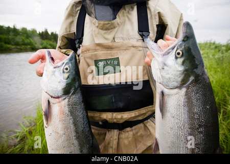 Fliegenfischer hält zwei Sockeye Lachs am Fluss Mulchatna in der Bristol Bay, Südwest-Alaska, Sommer Stockfoto