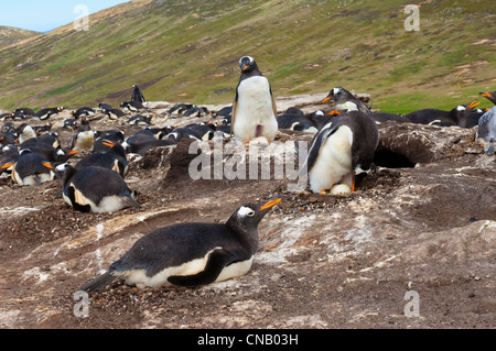 Gentoo Penguin (Pygoscelis Papua) im Nest mit einem Ei, New Island, Falkland-Inseln Stockfoto