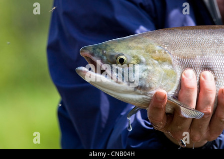 Ein Fliegenfischer hält ein Sockeye Lachs gefangen am Fluss Koktuli in Bristol Bay, Südwest-Alaska, Sommer Stockfoto